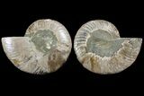 Bargain, Agatized Ammonite Fossil - Madagascar #111533-1